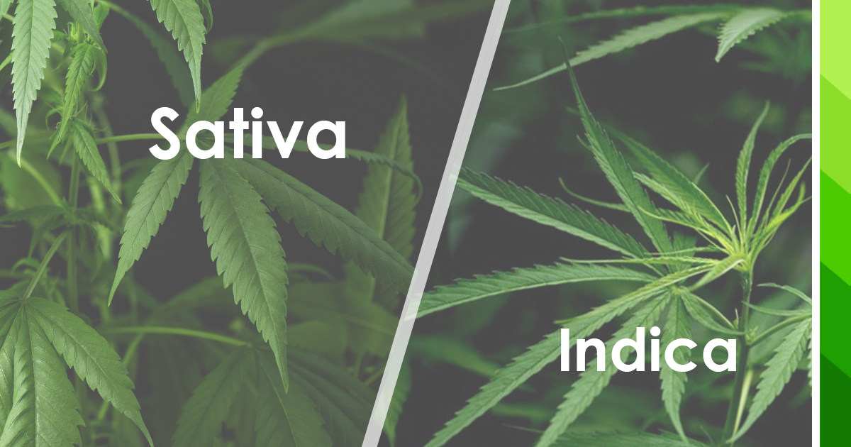 Indica or Sativa for anxiety