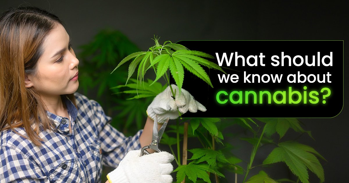 what should we know about cannabis