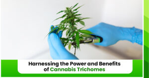 cannabis trichomes