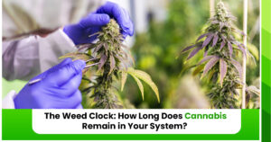 How Long Does Cannabis Remain in Your System